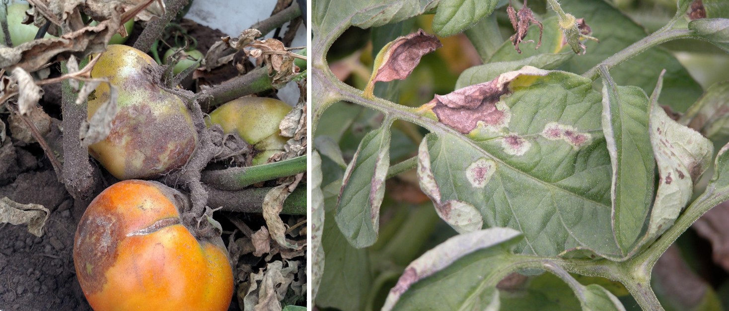 Tomato late blight symptoms.